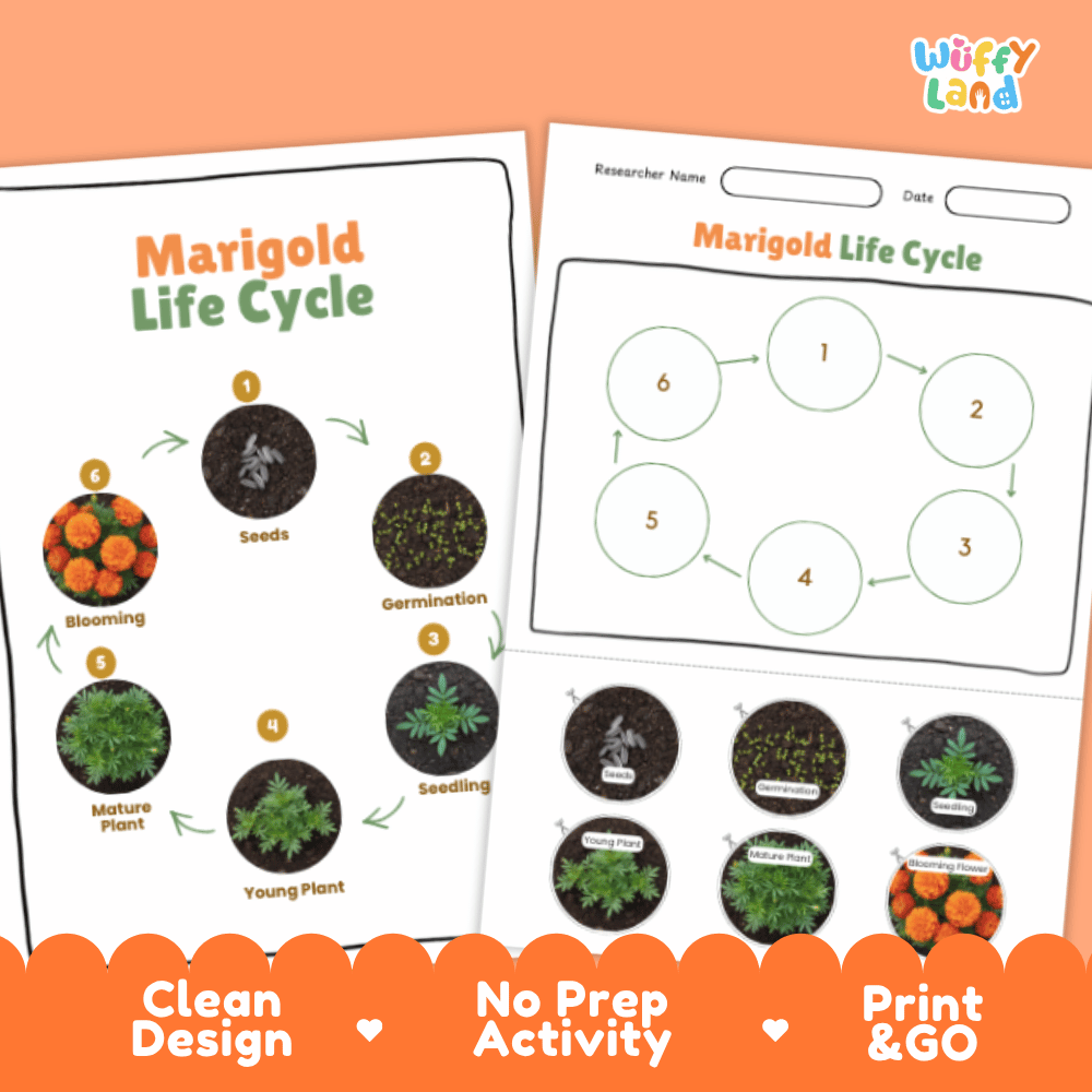 Marigold Lifecycle Poster and Cut and Paste Activity Worksheets | Plant Science Printables