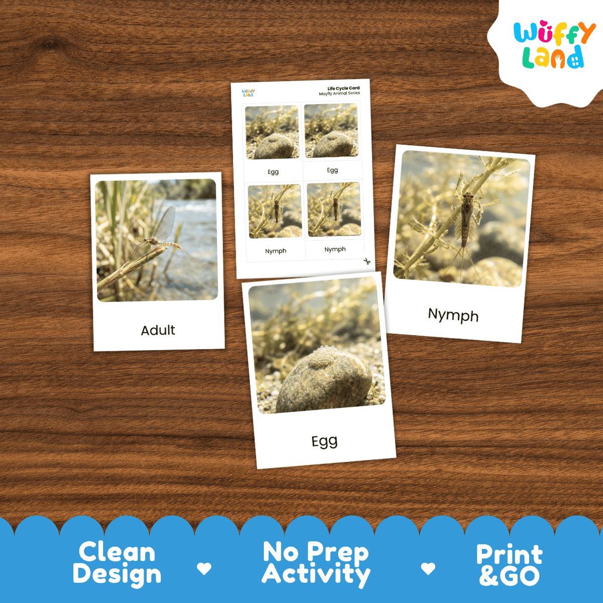 Mayfly Life Cycle Flashcards | Montessori 3 Part Cards Insect Activity