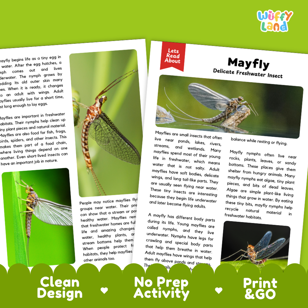 Mayfly Reading Passage and Comprehension Questions with Answer Key Worksheets