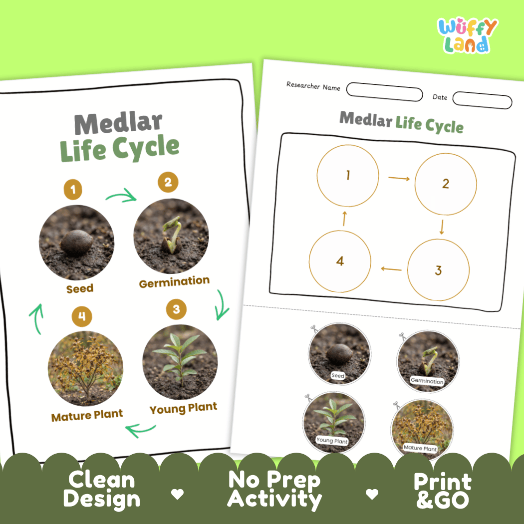 Print and go digital PDF plant science activity featuring clean design layout, researcher name line, and zero prep classroom format