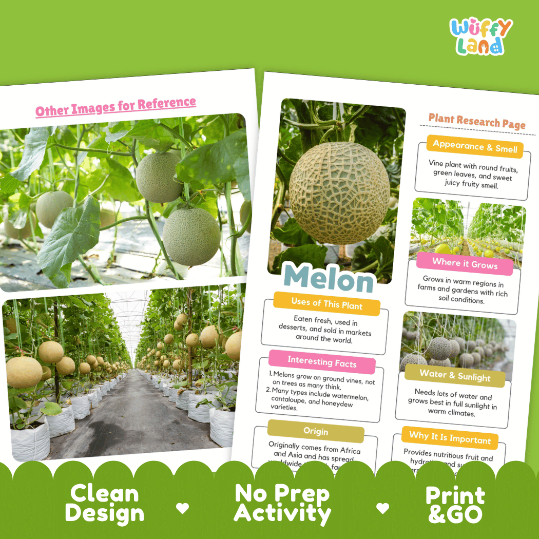Melon Plant Research Page Worksheets and Fact Sheet