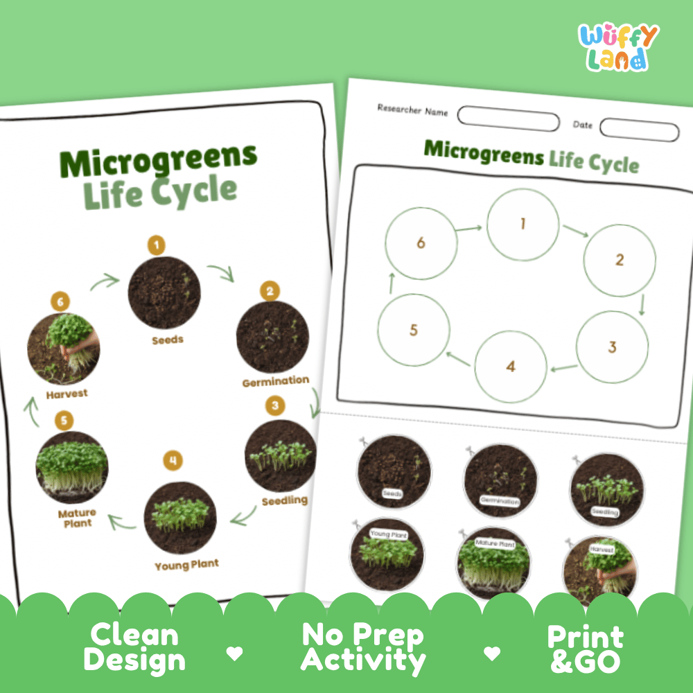 Microgreens Lifecycle Poster and Cut and Paste Activity Worksheets | Plant Science Printables