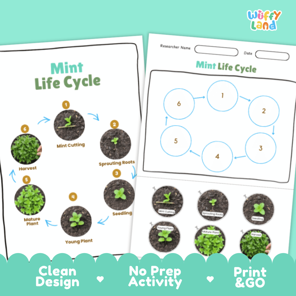 Mint Lifecycle Poster and Cut and Paste Activity Worksheets | Plant Science Printables