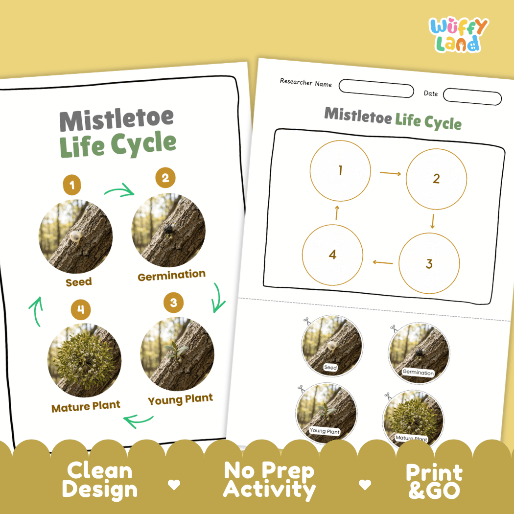Mistletoe Life Cycle Poster and Cut and Paste Activity Worksheets