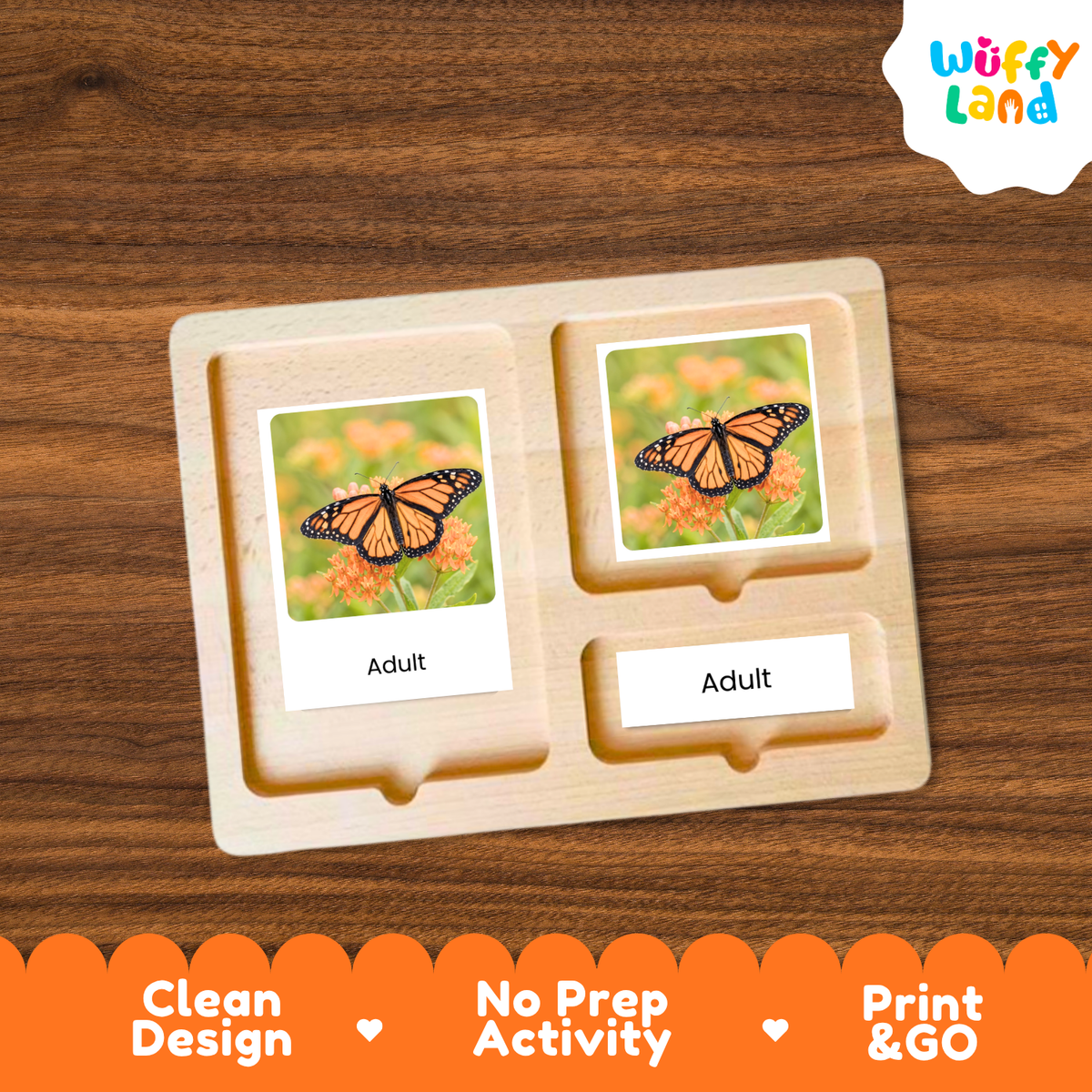 Monarch Butterfly Life Cycle Flashcard 3 Part Cards Science Activity Printable