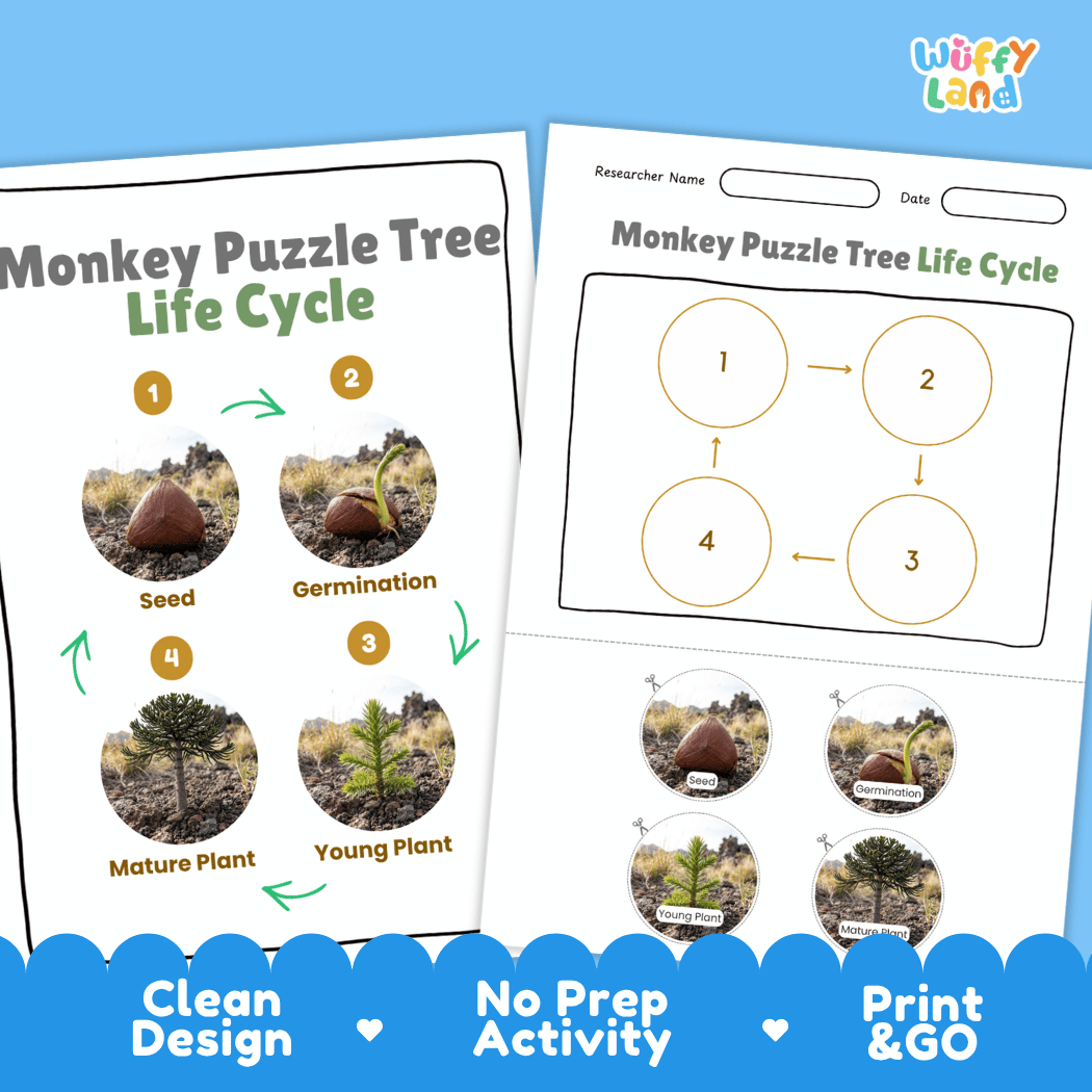 Monkey Puzzle Tree Life Cycle Poster and Cut and Paste Activity Worksheet