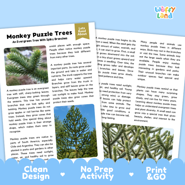 Monkey Puzzle Tree Plant Reading Passages and Comprehension Questions Worksheets