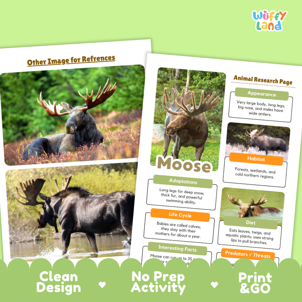 Moose Animal Research Project Worksheets and Fact Sheet