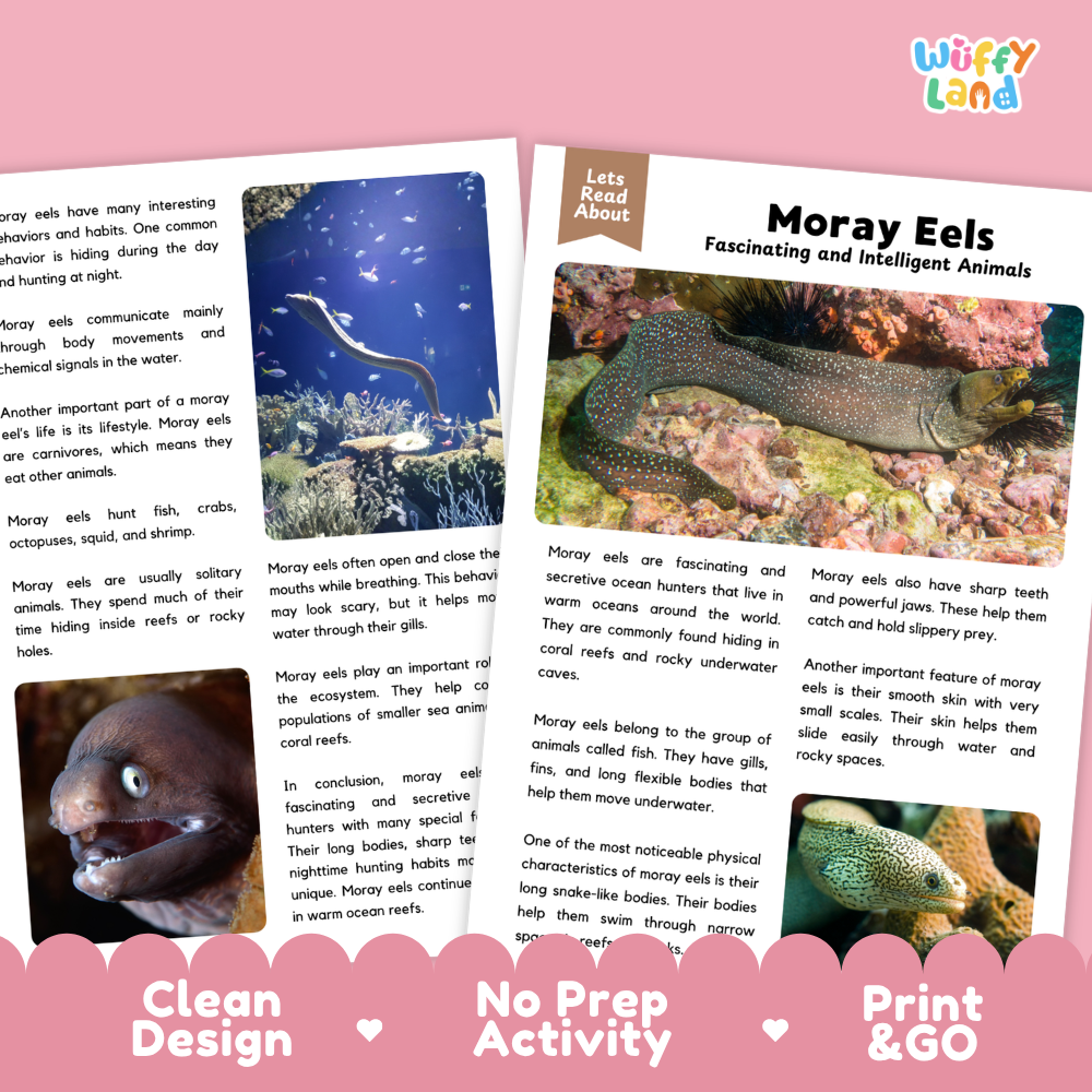 Educational activity sheet titled 'Moray Eels Fascinating and Intelligent Animals' from the brand 'Wiffly Land', featuring text, a color-coded fact box, a small illustration, and a photo of moray eels. The sheet is presented on a pink background with a decorative bottom banner reading 'Clean Design', 'No Prep Activity', and 'Print & GO'.