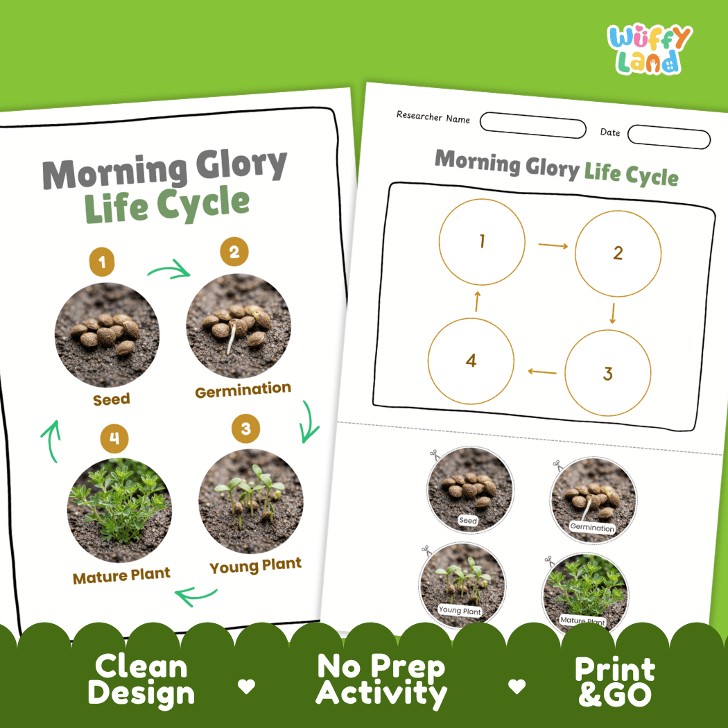 Morning Glory Life Cycle Poster and Cut and Paste Worksheet Activity