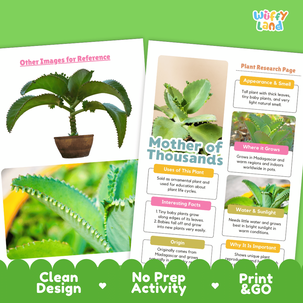 Mother of Thousands Plant Research Pages and Worksheets