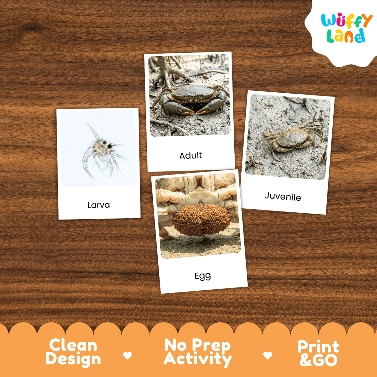 Mud Crab Life Cycle Flashcards | Montessori 3 Part Cards Science Activity