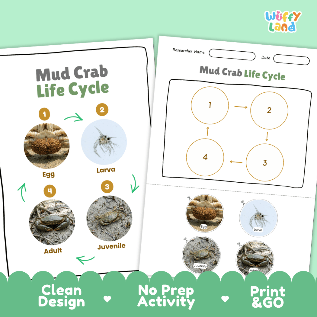 Mud Crab Life Cycle Poster and Cut and Paste Activity Worksheets
