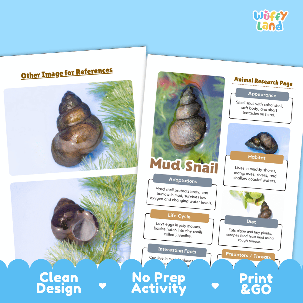 Mud Snail Animal Research Page Worksheets and Fact Sheet