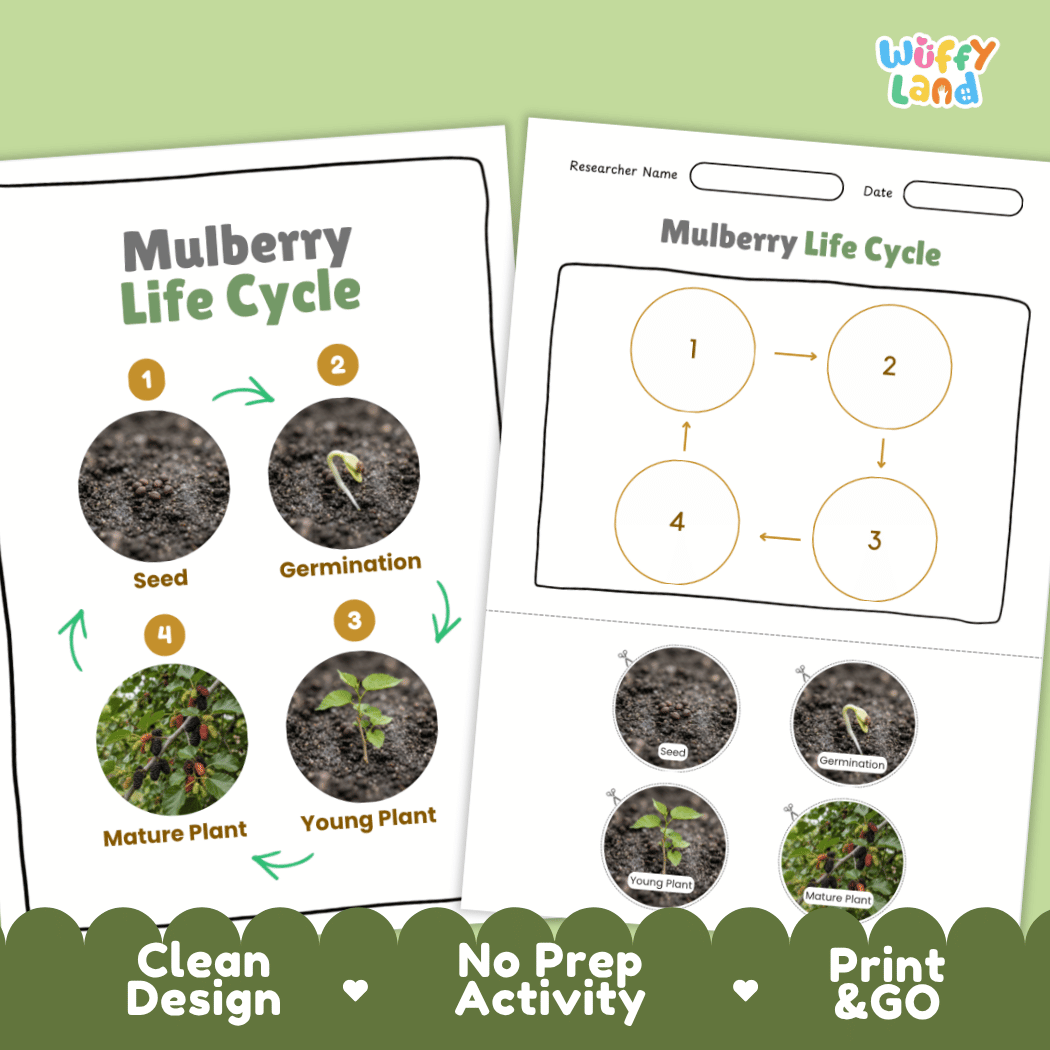 Mulberry Life Cycle Poster and Cut and Paste Worksheet Activity