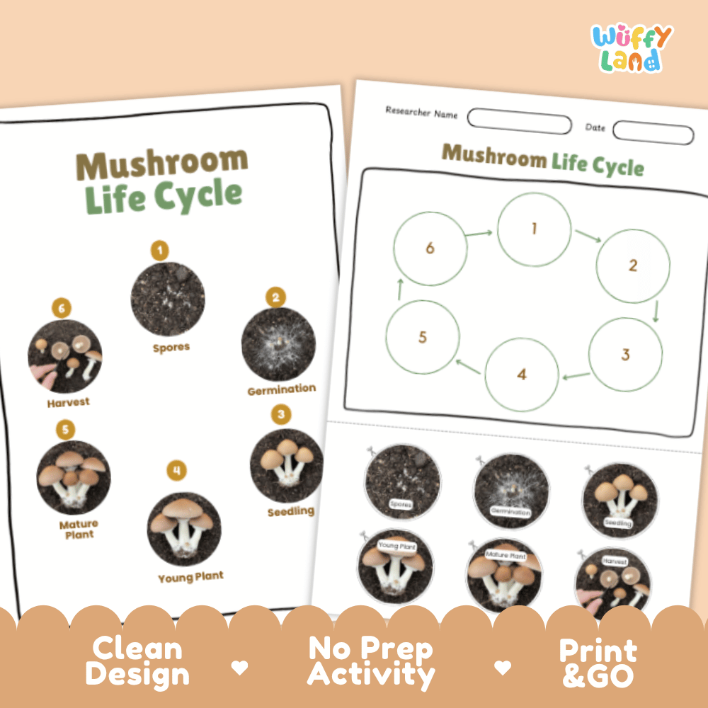 Mushroom Lifecycle Poster and Cut and Paste Activity Worksheets | Science Printables