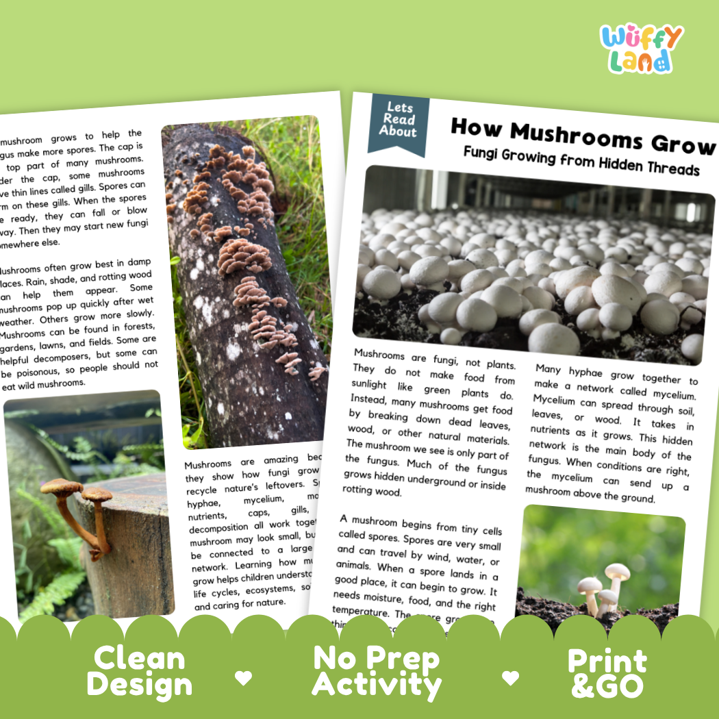 Complete teacher answer key worksheet providing detailed model responses for mushroom growth comprehension questions