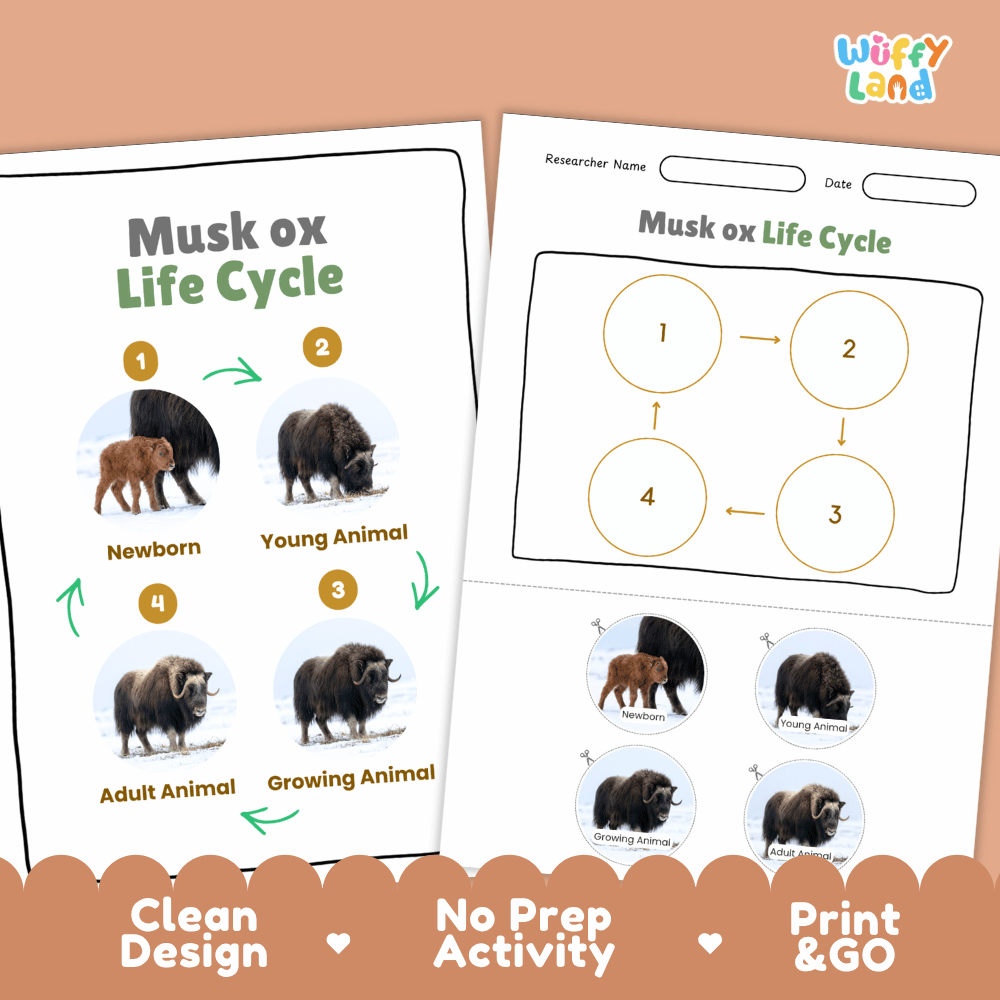 Musk Ox Life Cycle Poster and Cut and Paste Worksheet Activity