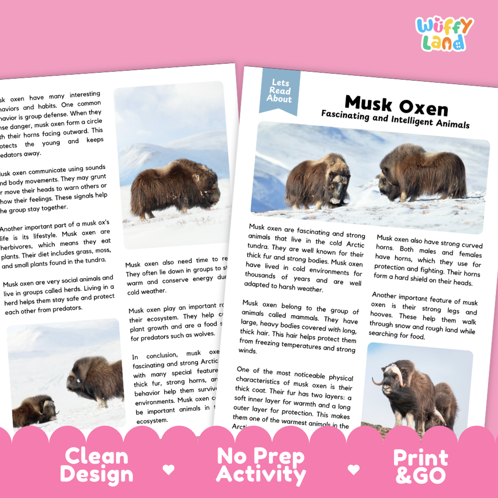 An educational activity booklet titled 'Let's Read About Musk Oxen' by Wiffly Land, displayed on a white background with a drop shadow. The booklet features a light blue cover with a photo of a musk ox and text about these fascinating and intelligent animals.