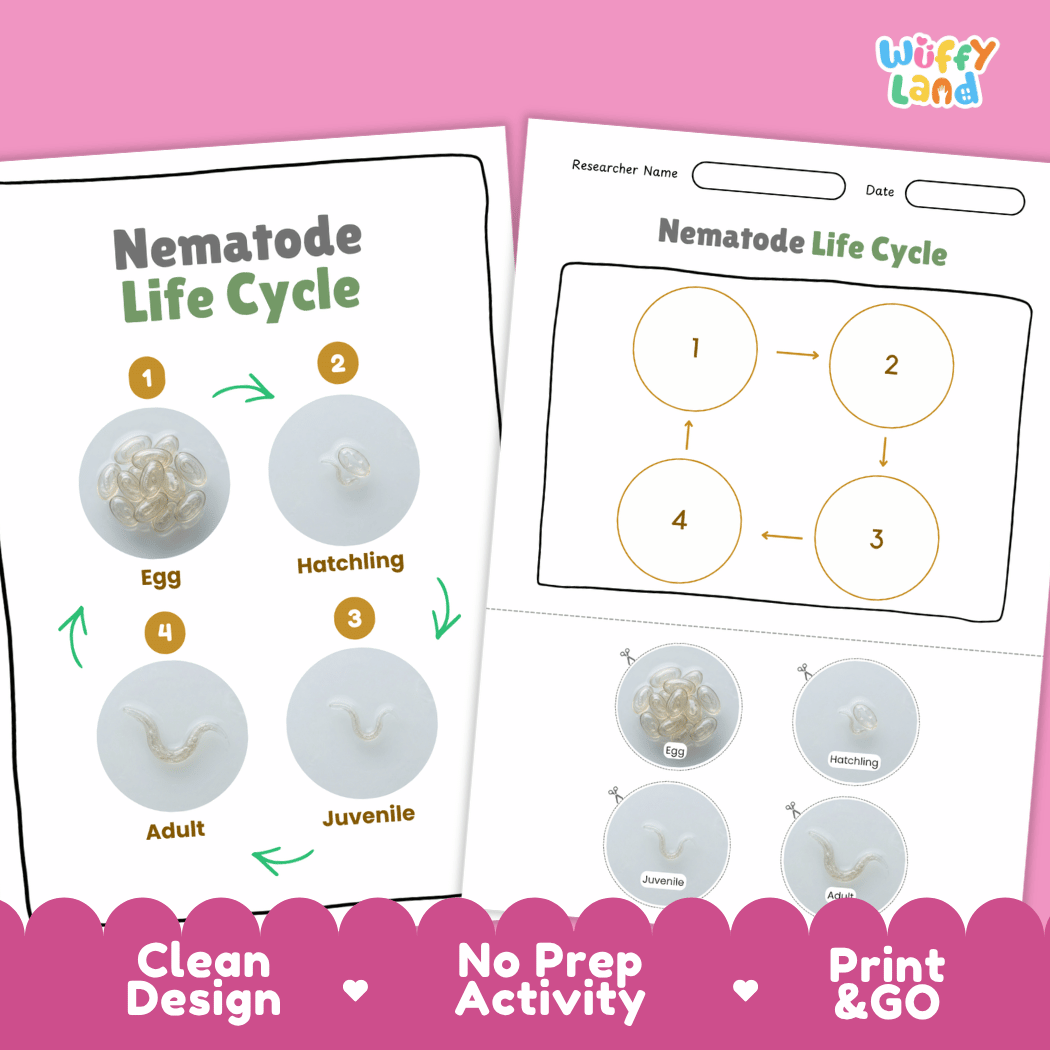 Nematode Life Cycle Poster and Cut and Paste Activity Worksheet