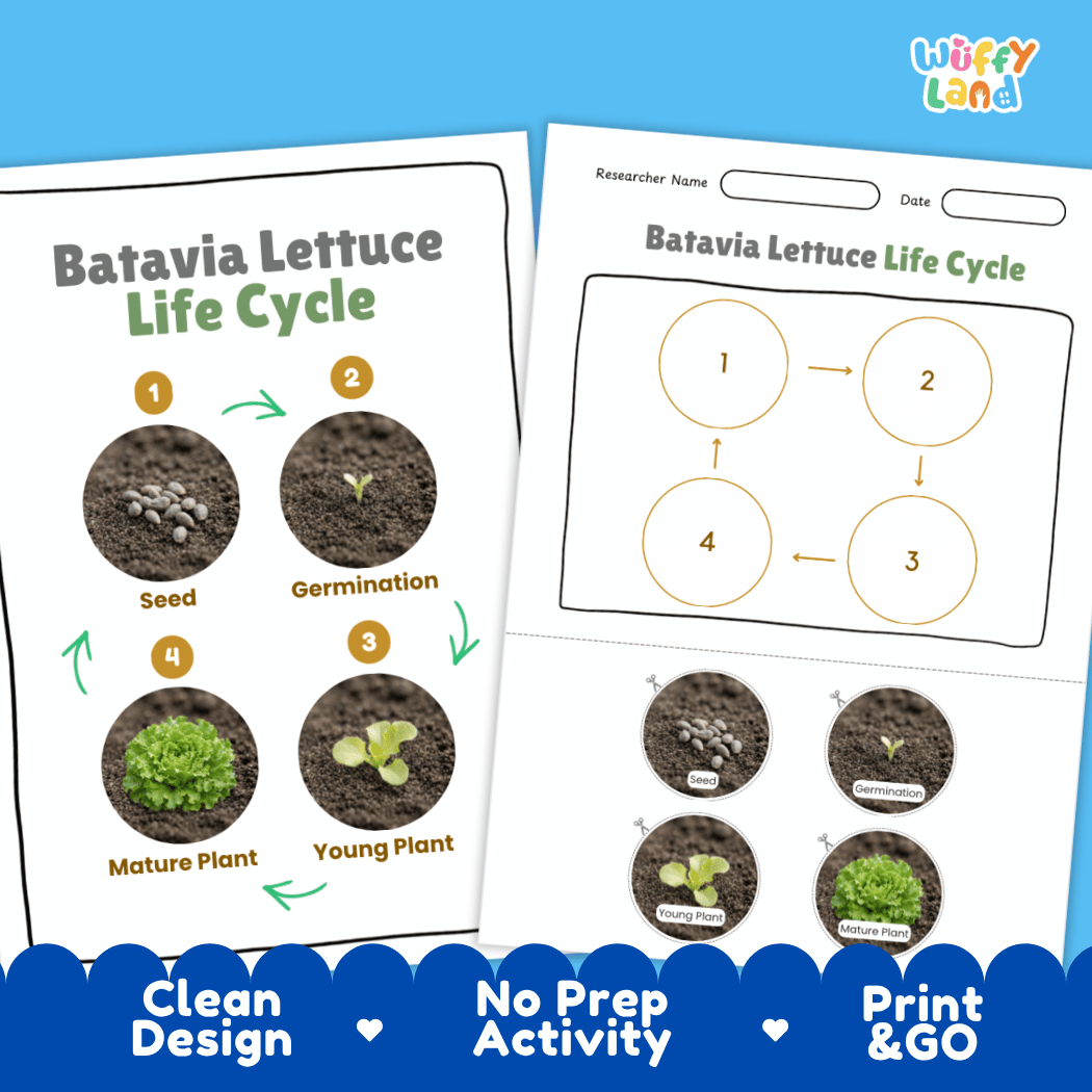 Print and go no-prep Batavia lettuce botany activity sheets featuring clean minimalist design for classroom and homeschool science