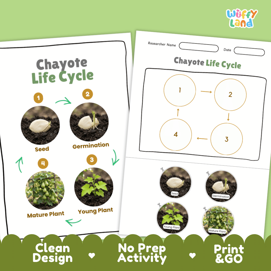 Print and go no-prep chayote botany activity sheets featuring clean minimalist design for classroom and homeschool science