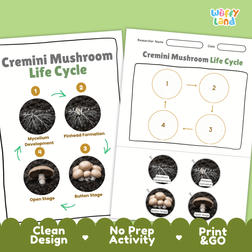 Print and go no-prep cremini mushroom mycology activity sheets featuring clean minimalist design for classroom and homeschool science