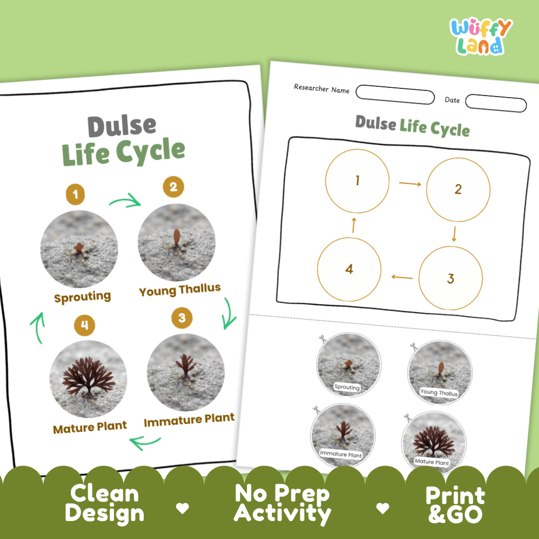 Print and go no-prep dulse botany activity sheets featuring clean minimalist design for classroom and homeschool science