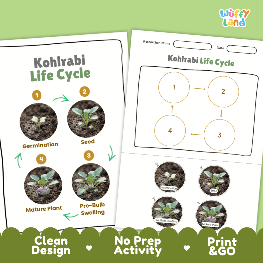 Print and go no-prep kohlrabi botany activity sheets featuring clean minimalist design for classroom and homeschool science