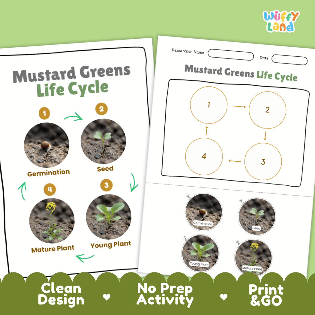 Print and go no-prep mustard greens botany activity sheets featuring clean minimalist design for classroom and homeschool science