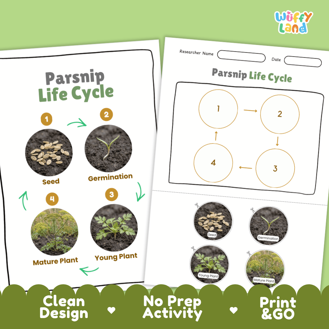 Print and go no-prep parsnip botany activity sheets featuring clean minimalist design for classroom and homeschool science