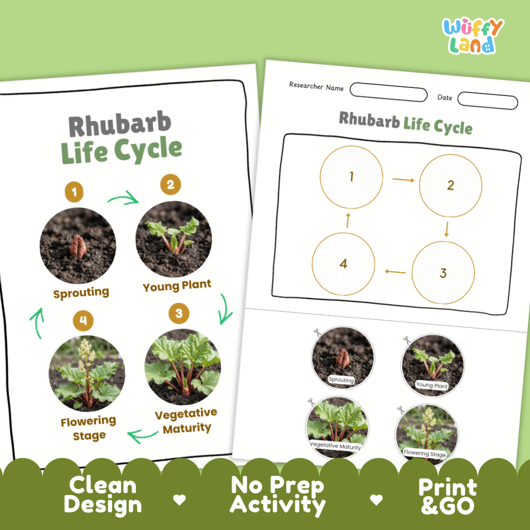 Print and go no-prep rhubarb botany activity sheets featuring clean minimalist design for classroom and homeschool science