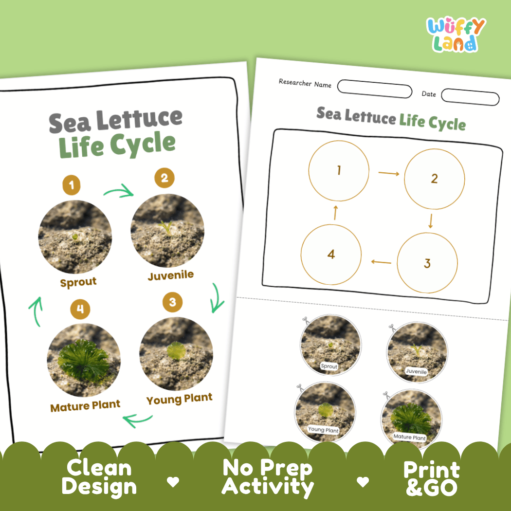 Print and go no-prep sea lettuce botany activity sheets featuring clean minimalist design for classroom and homeschool science