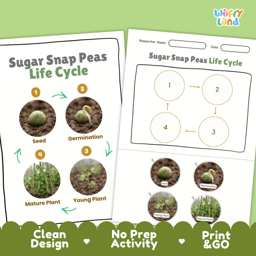 Print and go no-prep sugar snap peas botany activity sheets featuring clean minimalist design for classroom and homeschool science