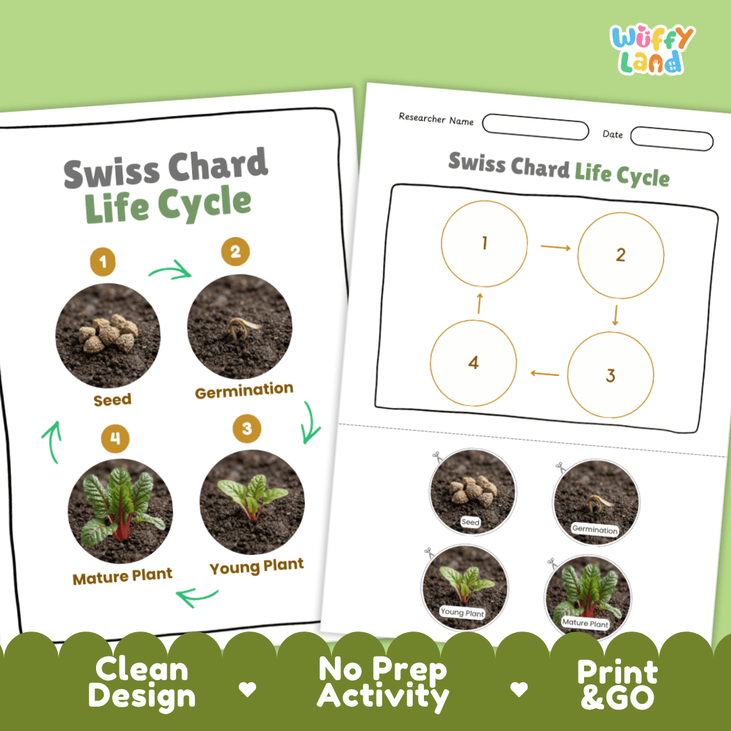 Print and go no-prep Swiss chard botany activity sheets featuring clean minimalist design for classroom and homeschool science