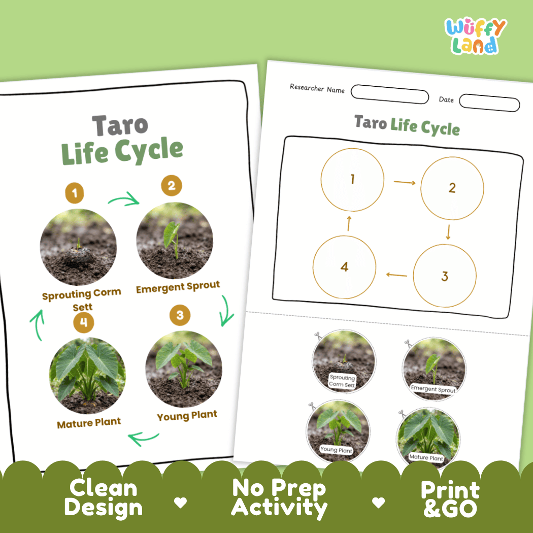 Print and go no-prep taro botany activity sheets featuring clean minimalist design for classroom and homeschool science