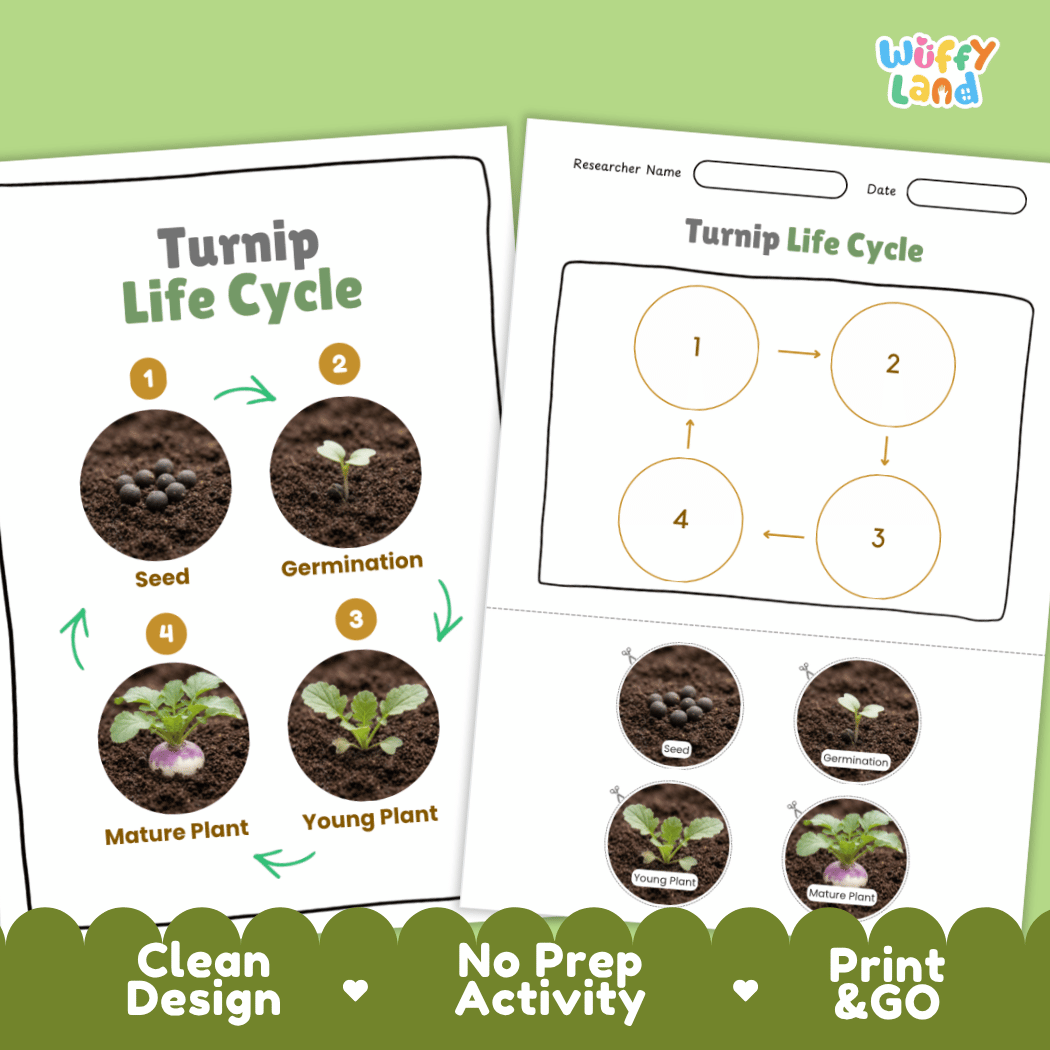 Print and go no-prep turnip botany activity sheets featuring clean minimalist design for classroom and homeschool science