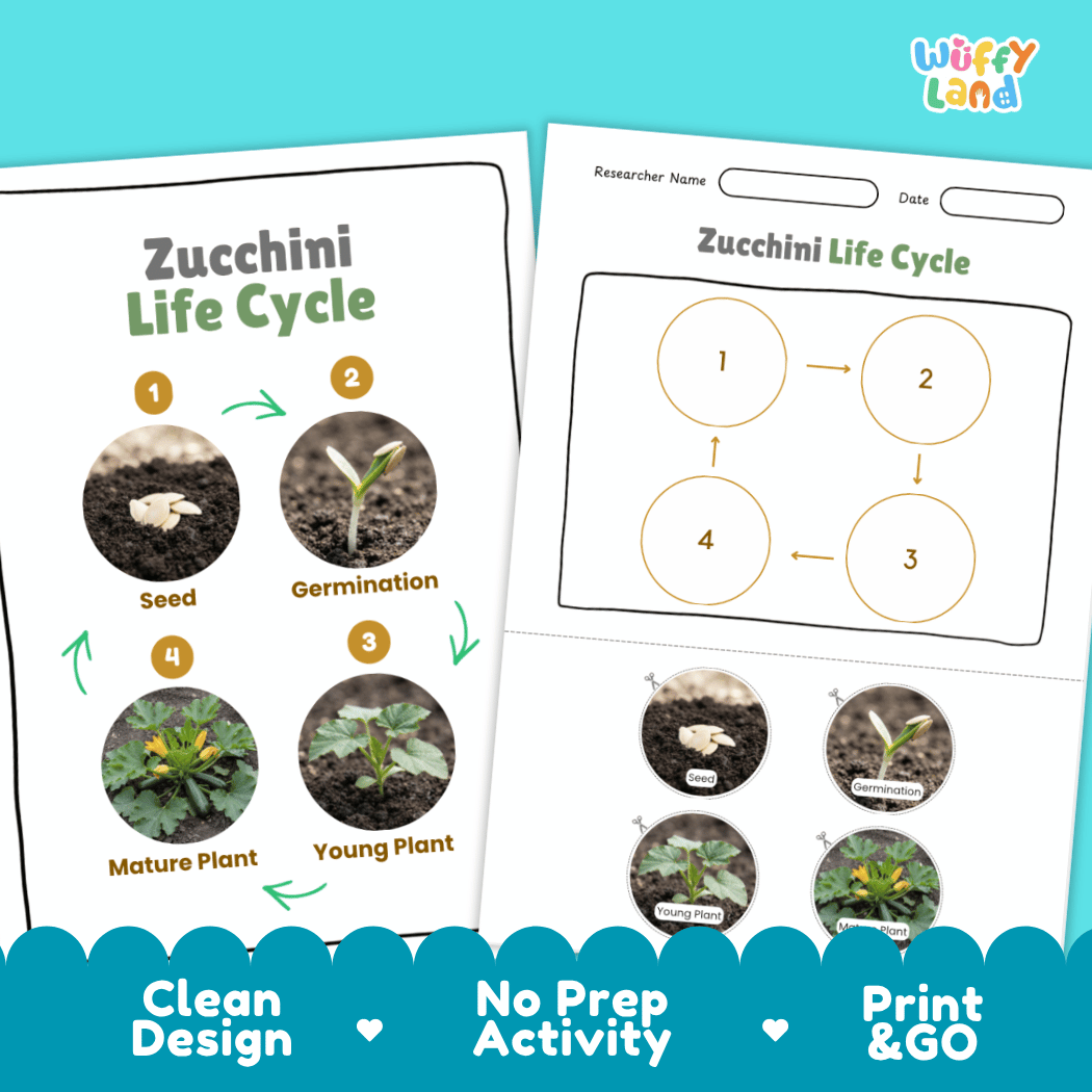 Print and go no-prep zucchini botany activity sheets featuring clean minimalist design for classroom and homeschool science