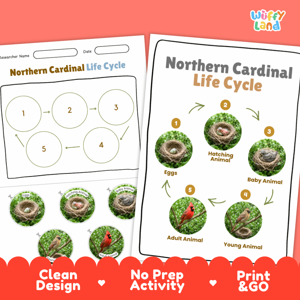 Northern Cardinal Life Cycle Poster and Cut and Paste Worksheet Activity