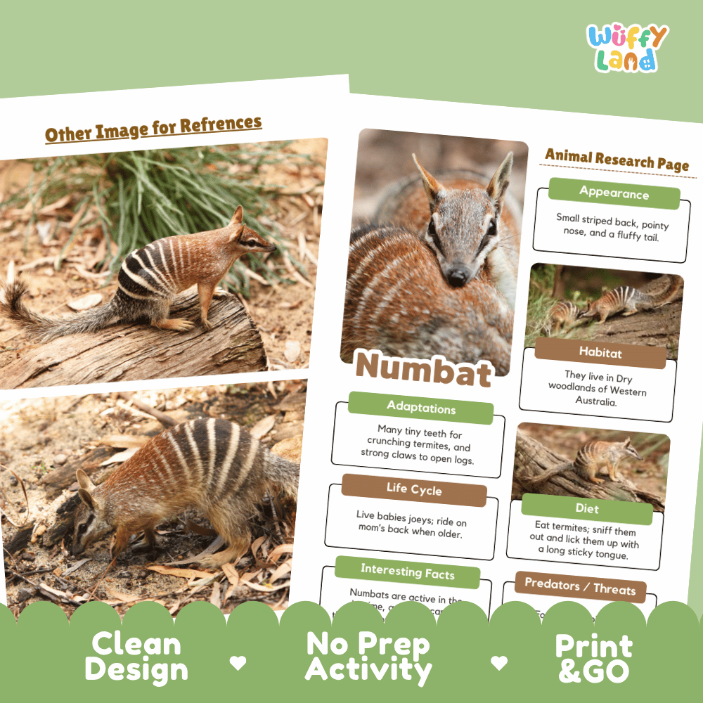 Numbat Animal Research Page Graphic Organizers and Worksheets