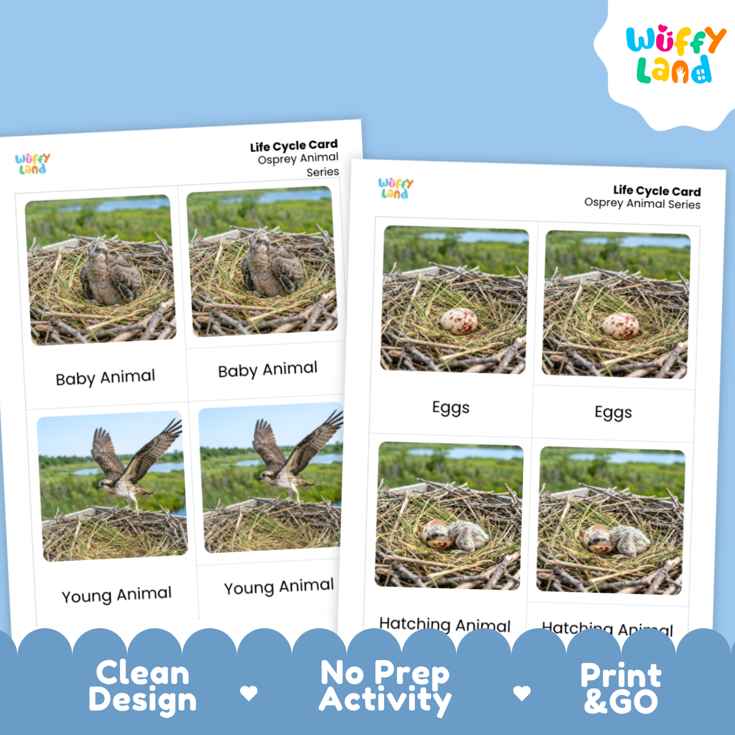 Osprey Life Cycle Flashcard 3 Part Card