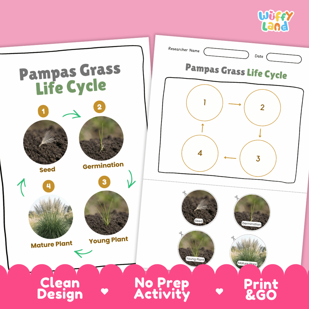Pampas Grass Life Cycle Poster and Cut and Paste Worksheet Activity