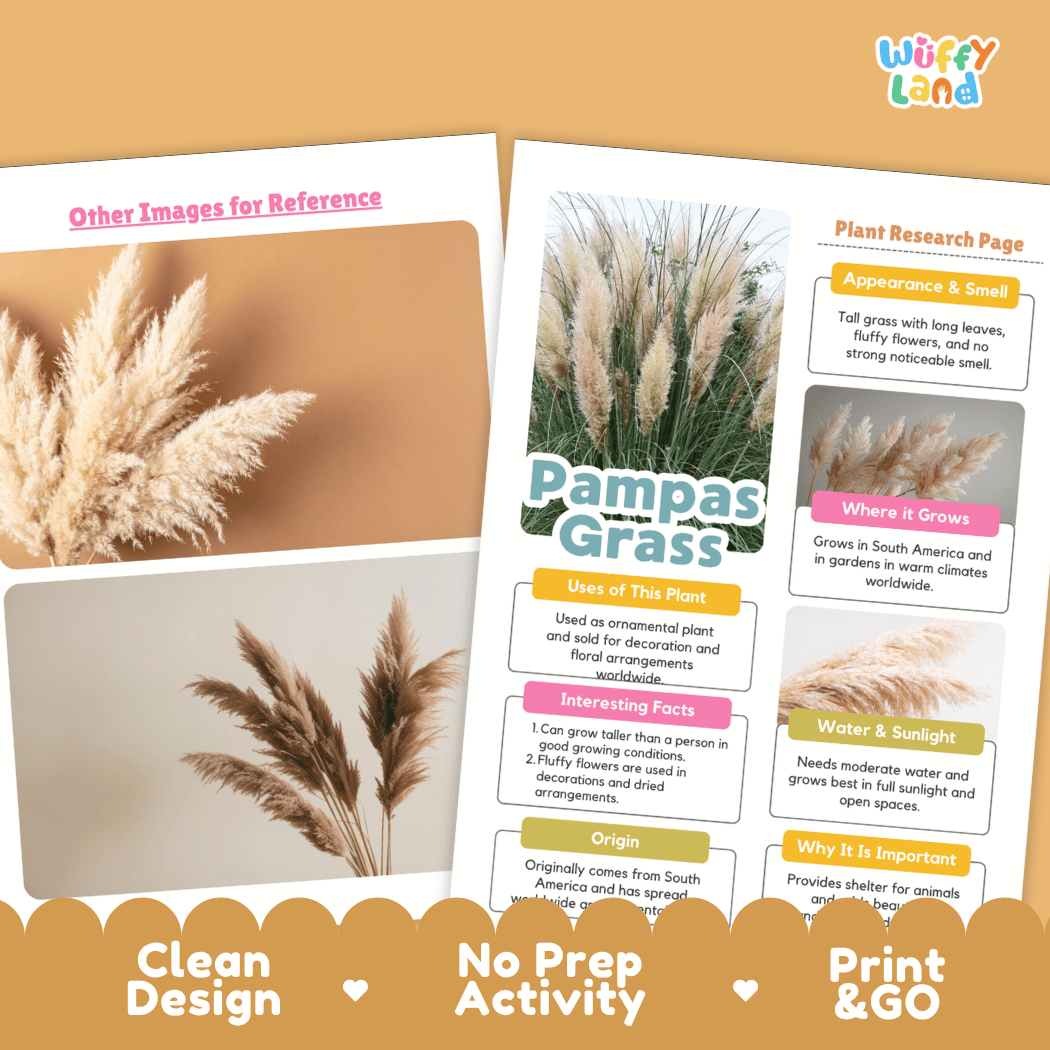 Pampas Grass Plant Research Page Worksheets and Fact Sheet