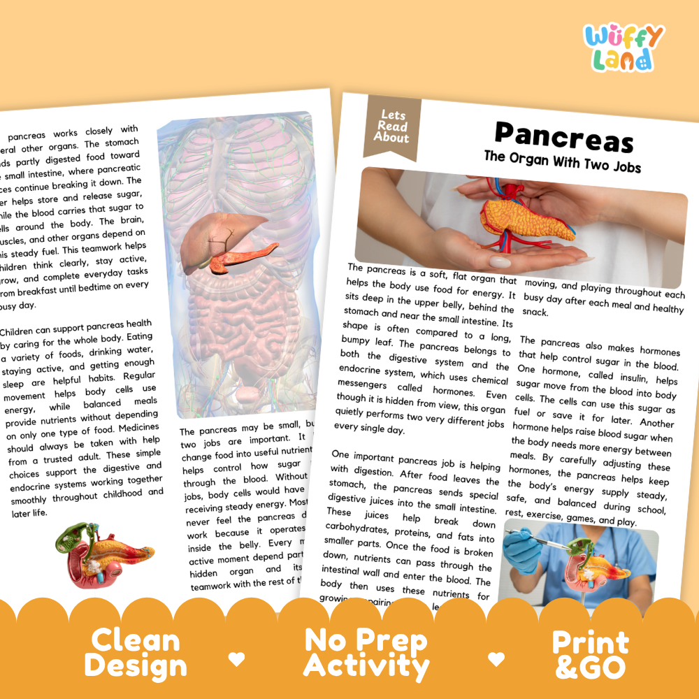 Teacher answer key page showing complete question solutions for Pancreas human body reading comprehension practice