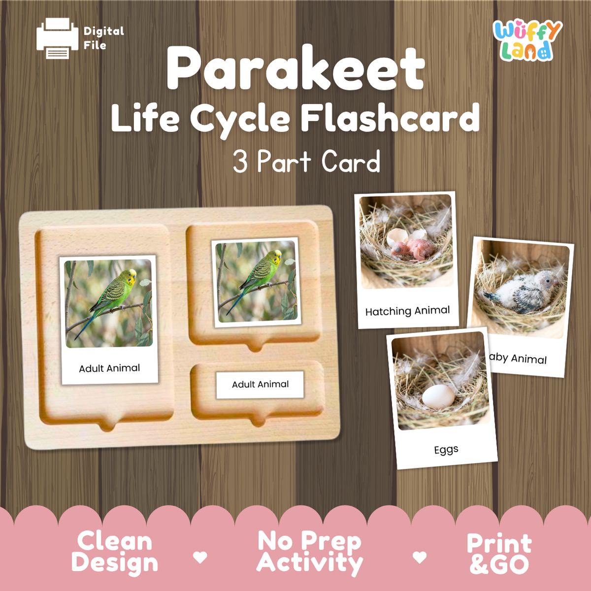 Parakeet Life Cycle Flashcard set by Wiffy Land, featuring a wooden 3-part card tray with labeled sections for Adult Animal, Hatching Animal, and Eggs, shown on a wood-textured background with product callouts.