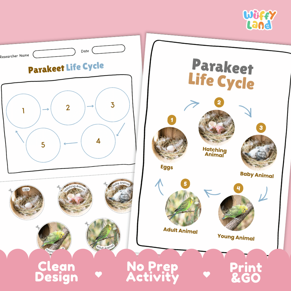 Parakeet Life Cycle Poster and Cut and Paste Worksheet Activity