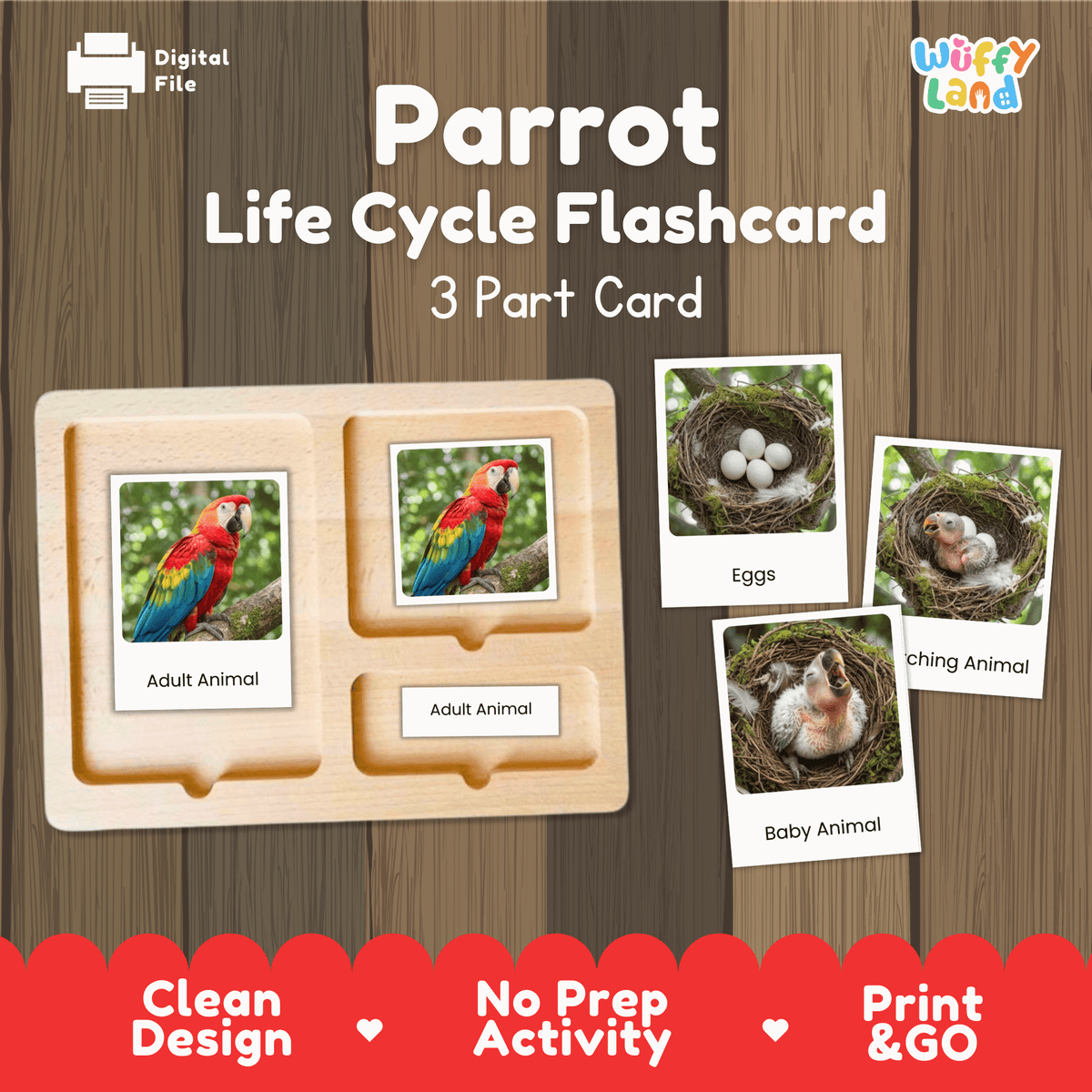 Montessori 3-part photo cards for parrot life cycle shown on wooden tray paired with animal research report worksheets and reference photo page