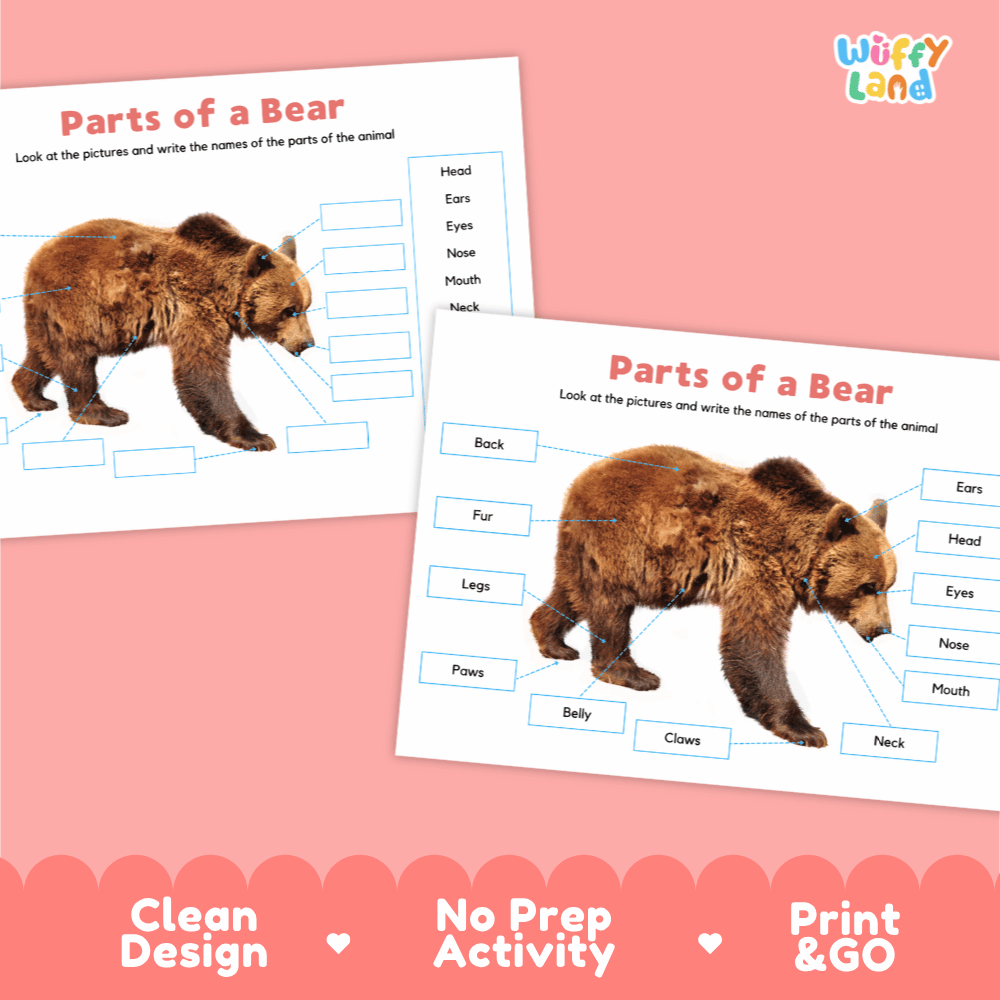 Clean science reference poster displaying a labeled realistic brown bear showing external body parts from ears to claws
