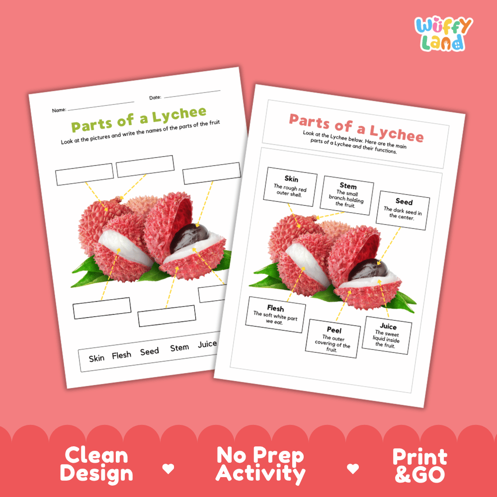 Clean science reference poster displaying a labeled realistic lychee showing fruit parts and functions from rough skin and peel to white flesh and seed