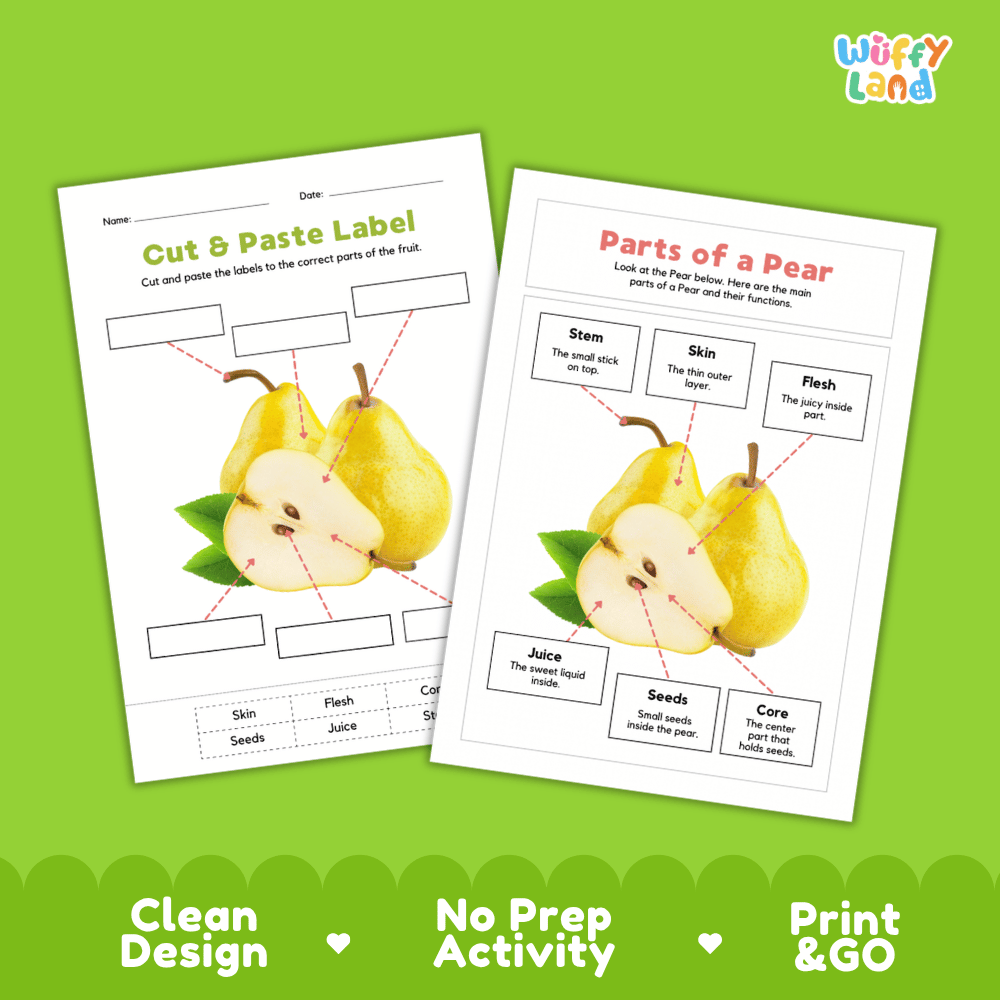 Clean science reference poster displaying a labeled realistic pear showing fruit parts and functions from stem and skin to flesh, seeds, and core